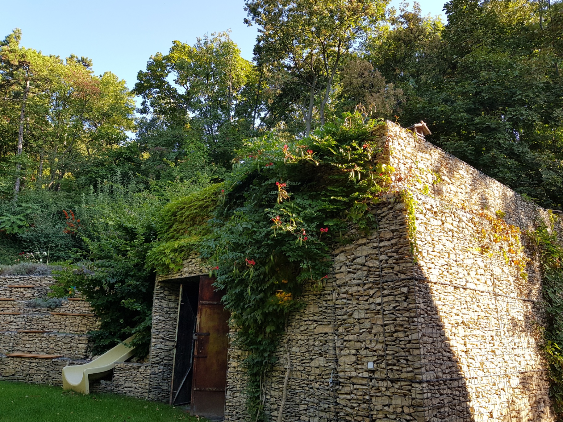 Modern gabion támfal kertben, sziklakerti növényekkel